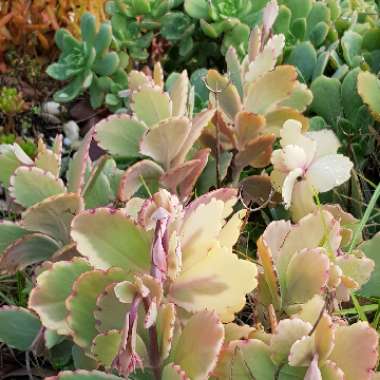 Kalanchoe fedtschenkoi 'Variegata'