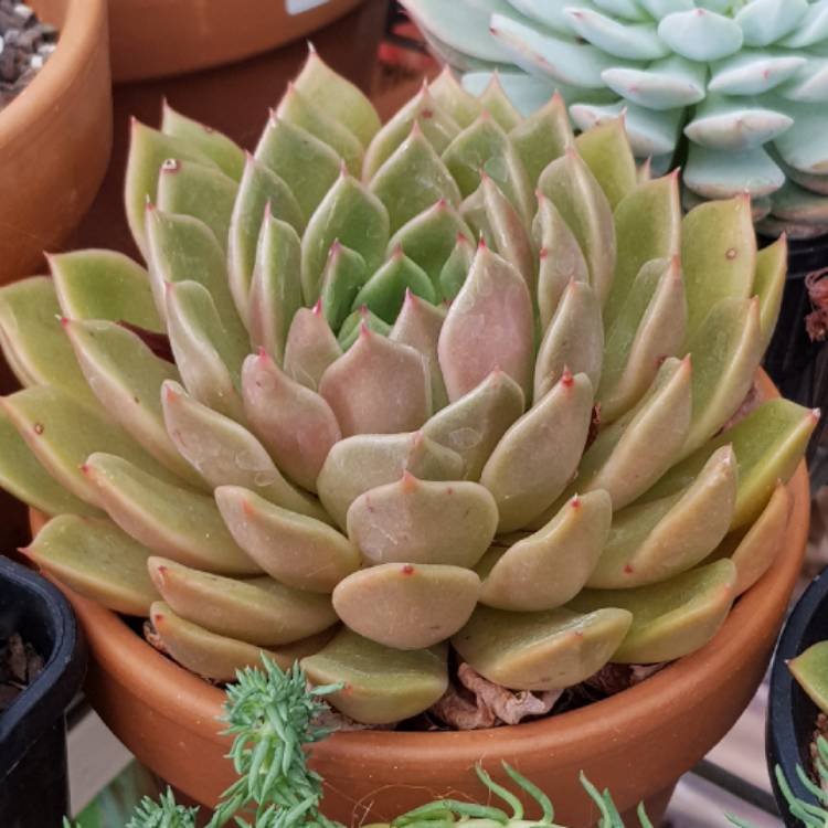 Plant image Echeveria Mira