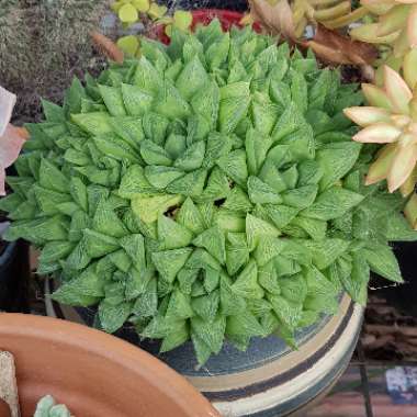 Haworthia Cuspidata