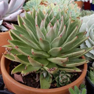 Echeveria Agavoides Lemaire