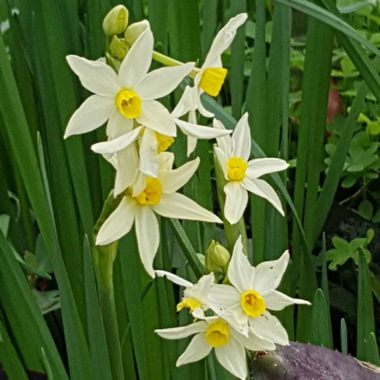 Plant image Narcissus