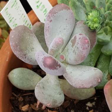 Pachyphytum glutinicaule