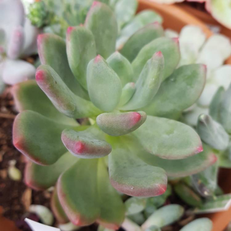 Plant image Pachyphytum