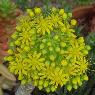 Aeonium