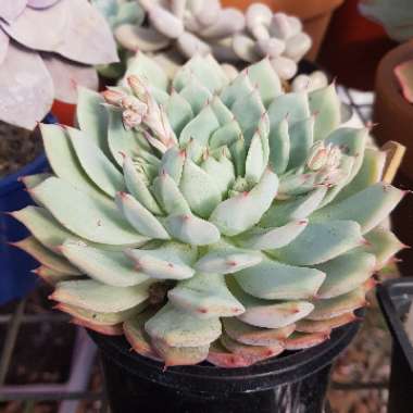 Echeveria Chihuahuaensis