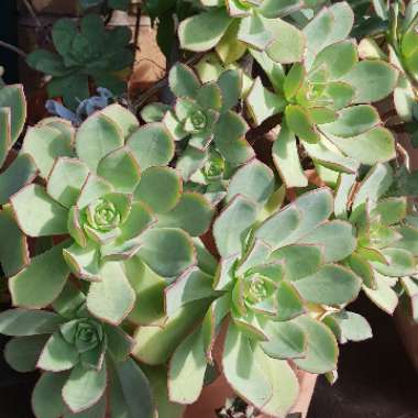 Aeonium haworthii