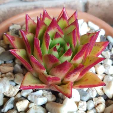 Echeveria Agavoides Red Edge