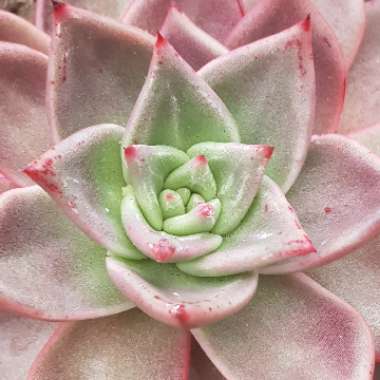 Echeveria Agavoides Romeo