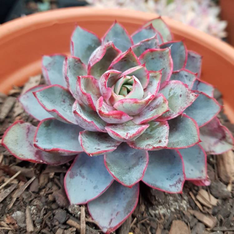 Plant image Echeveria Hera