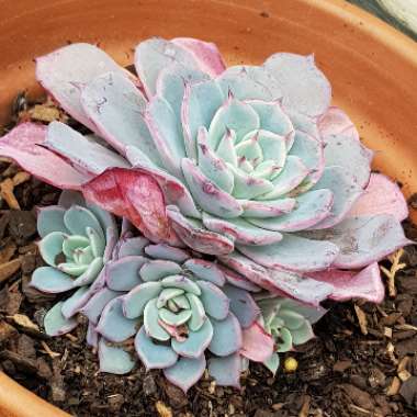 Echeveria Laurensis