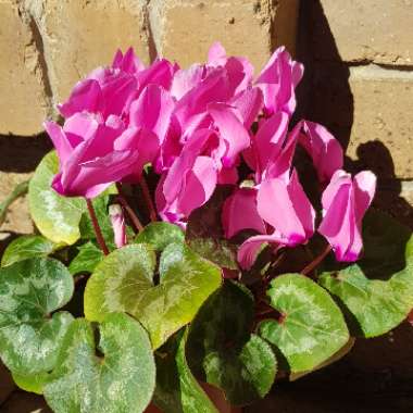 Cyclamen