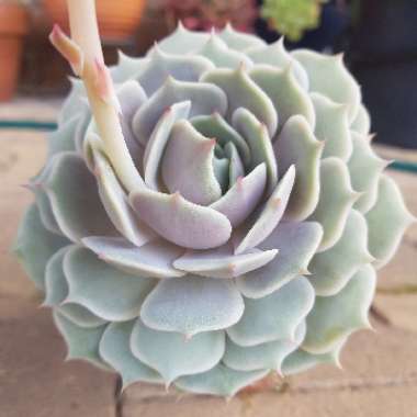 Echeveria Derenceana