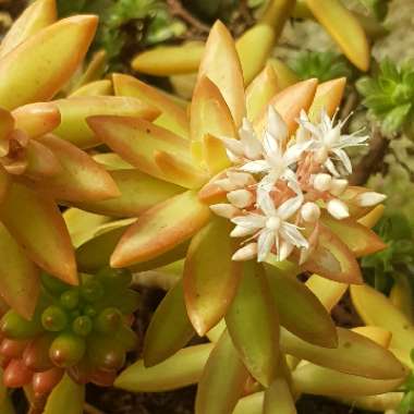 Sedum Adolphi