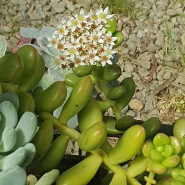 Sedum Lucidum Obesum