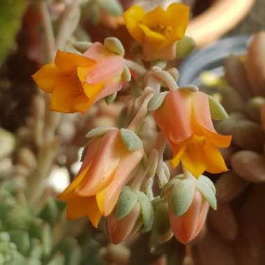 Echeveria Nobaranosei