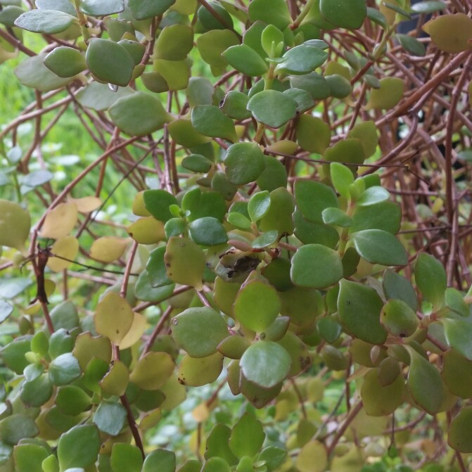 Plant image Kalanchoe Manginii