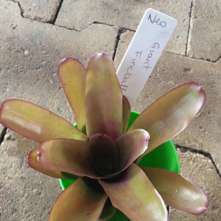 Plant image Neoregelia 'Fireball'