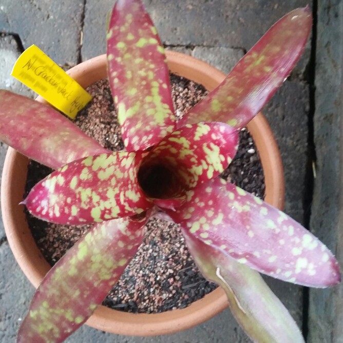 Neoregelia 'Cracker Jack'