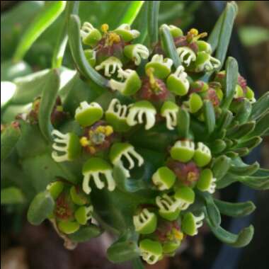 Euphorbia Flanaganii