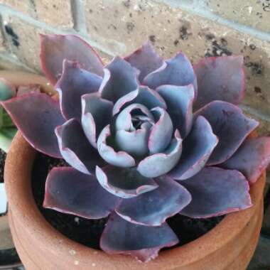 Echeveria Afterglow