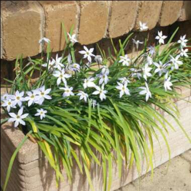 Ipheion