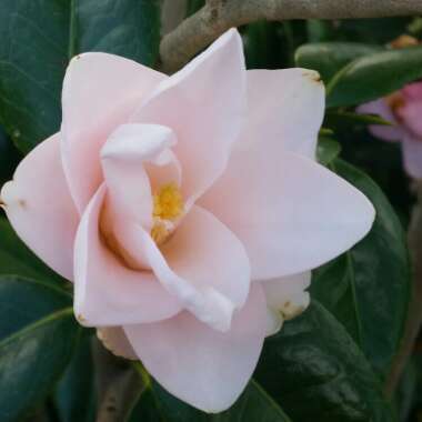 Camellia