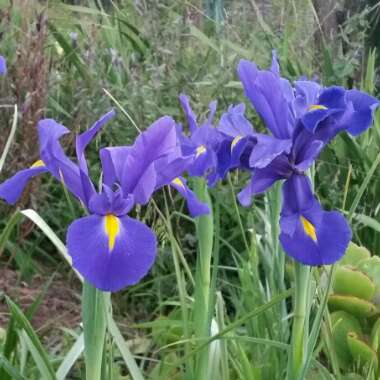 Iris x hollandica 'Blue Magic'