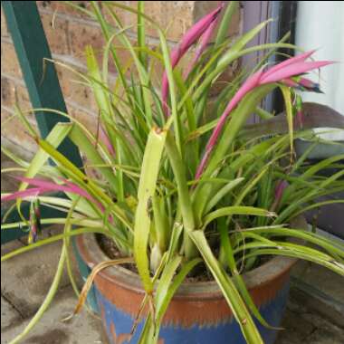 Billbergia nutans