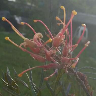 Grevillea 'Superb'