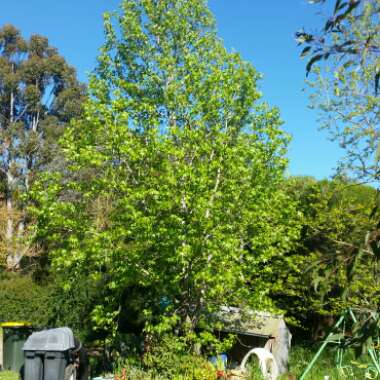 Liquidambar styraciflua