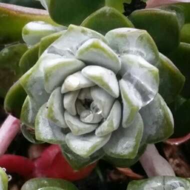 Sedum spurium 'Silver Blob'