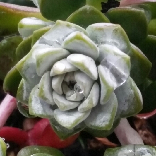 Plant image Sedum spurium 'Silver Blob'