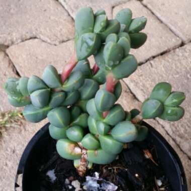 Corpuscularia lehmannii syn. Delosperma lehmannii