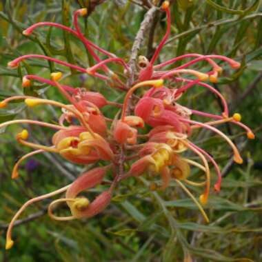 Grevillea 'Superb'