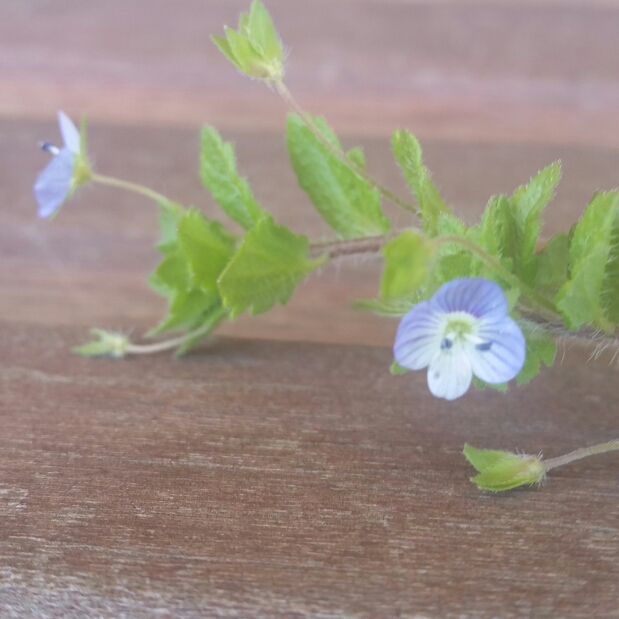 Plant image Veronica persica