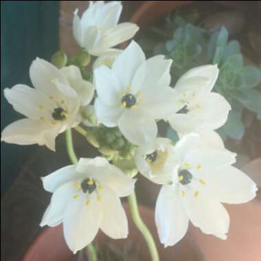 Ornithogalum arabicum