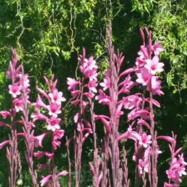 Watsonia borbonica