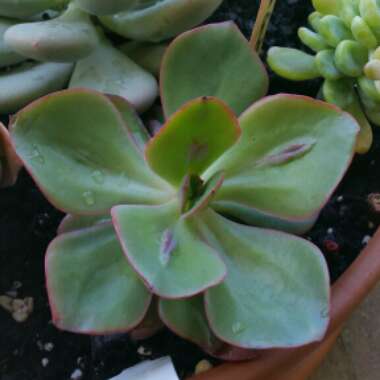 Echeveria Baron Bold