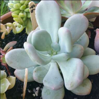 Pachyphytum Blue Haze