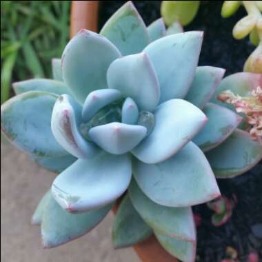 x Pachyveria Powder Puff