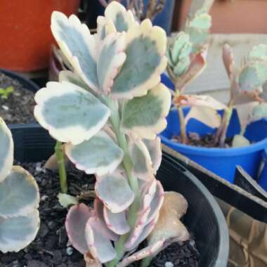 Kalanchoe fedtschenkoi 'Variegata'