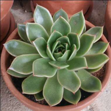 Echeveria Mira