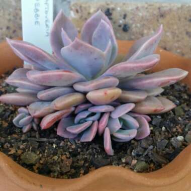 xGraptoveria Debbi