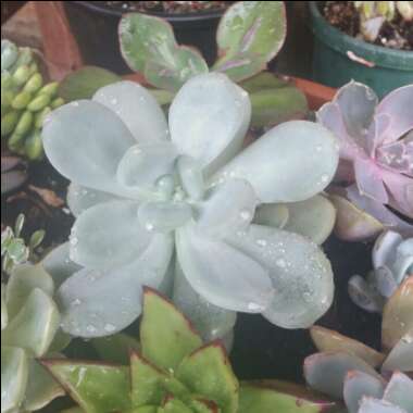 Pachyphytum Blue Haze