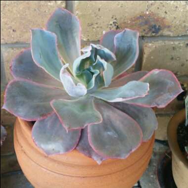 Echeveria Afterglow