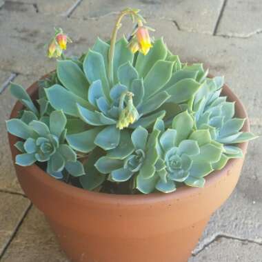 Echeveria Secunda