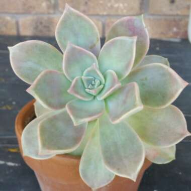 Graptopetalum Purple Haze