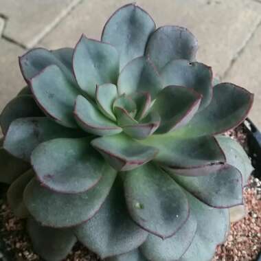 Echeveria Moranii