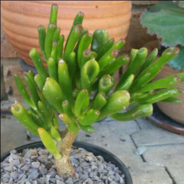 Crassula ovata 'Gollum'