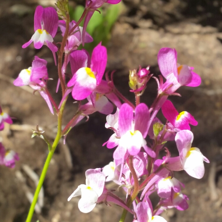 Plant image Linaria 'Fairy Bouquet Mixed'